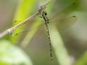 Choristhemis flavoterminata female-